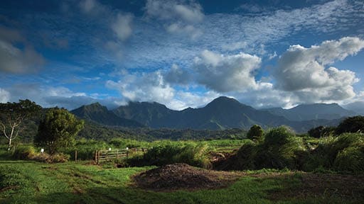 Taro Field, Hanalei Valley