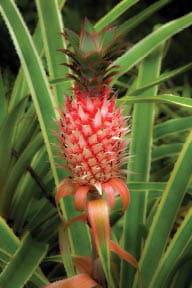 Pineapple, Hawaii Tropical Botanical Garden