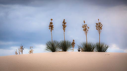 White Sands, NM