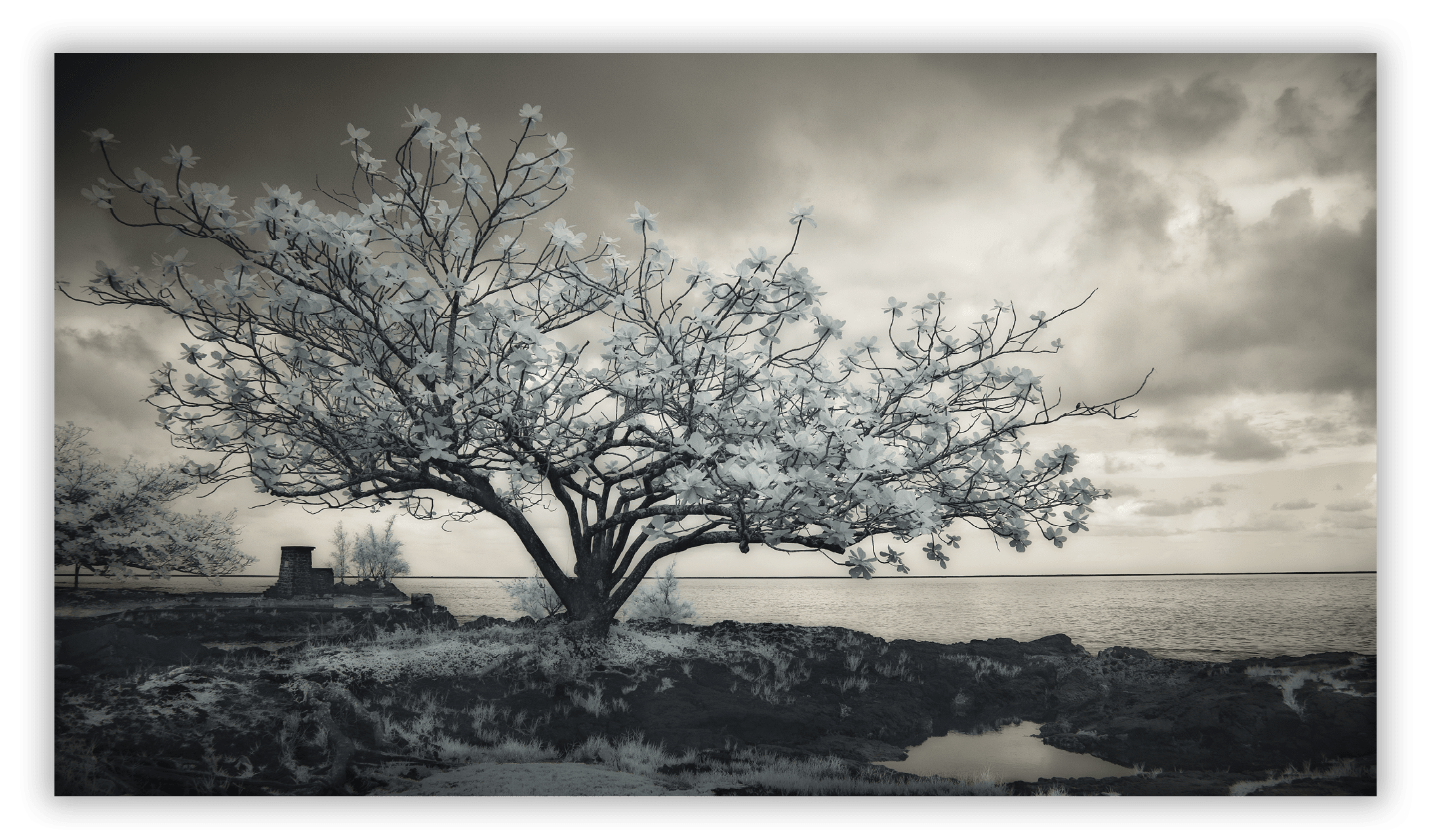 Coconut Island