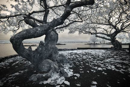 Near Coconut Island
