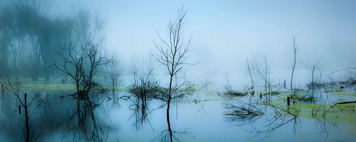 Swamp near Indiana Dunes National Lakeshore